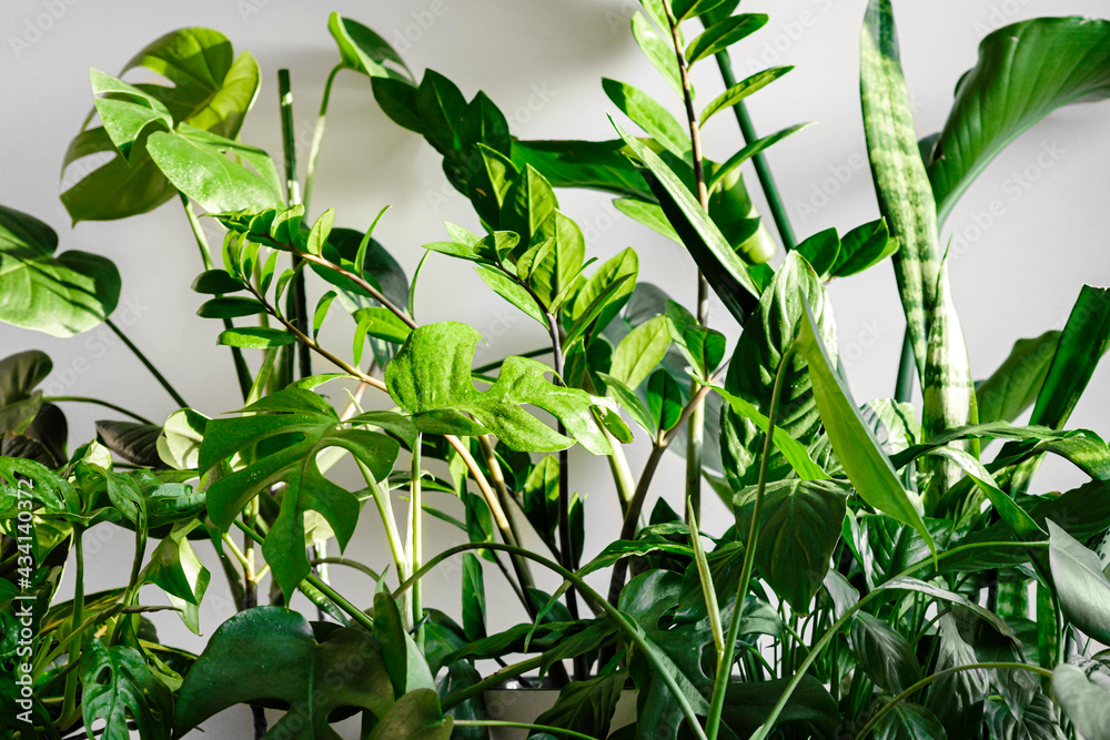The stylish space is filled with many modern green plants. Botany home decor with a lot of plants.