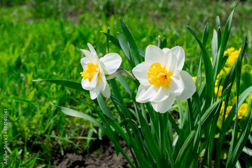 Two daffodils growing on the flower bed in the garden. Spring flowers Two daffodils growing on the flower bed in the garden. Spring flowers