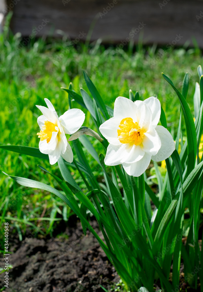 Two daffodils growing on the flower bed in the garden. Spring flowers Two daffodils growing on the flower bed in the garden. Spring flowers