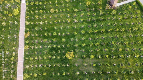 Foto Aerial view of an orchard of young apple trees, frontal top photography