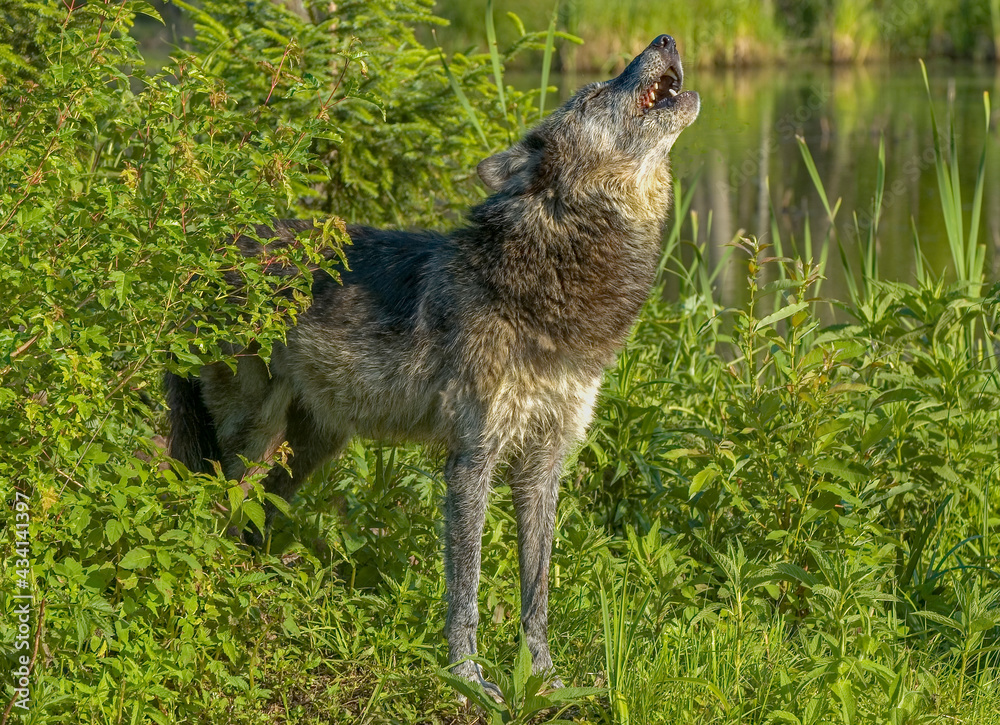 Fototapeta premium Grey wolf howling
