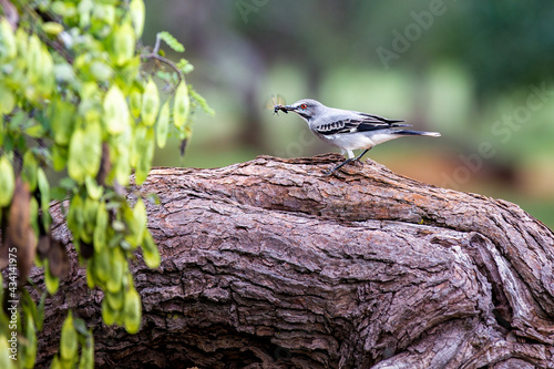 Spring bird (Xolmis Cinereus), typical of central Brazil. Selective focus. Hunting photo