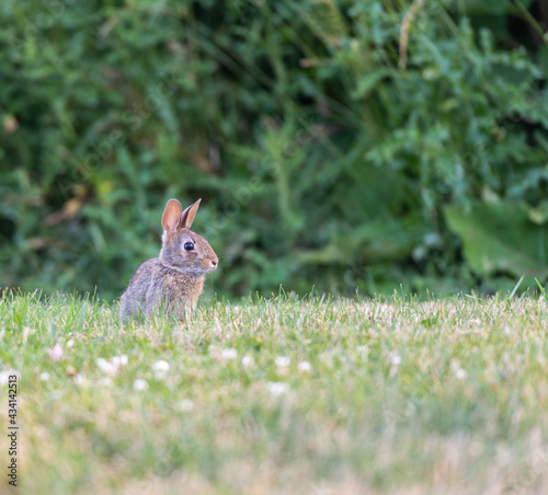 rabbit in the grass © Susan