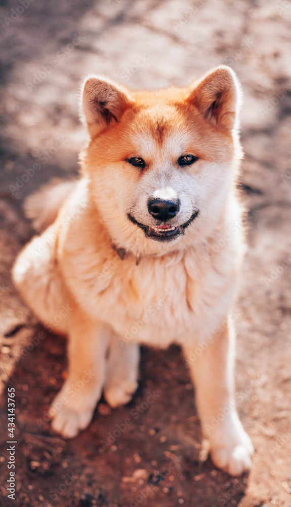 Japanese dog breed Akita Inu sitting on a sitting on the ground