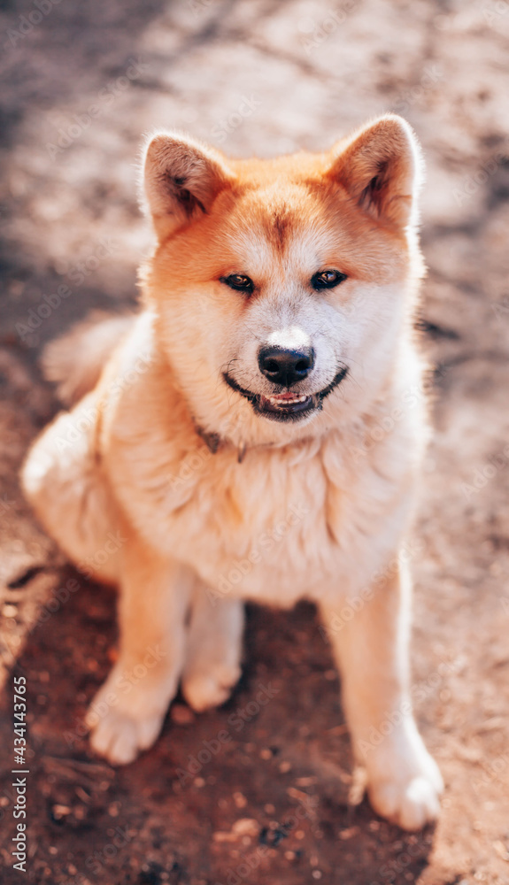 Japanese dog breed Akita Inu sitting on a sitting on the ground Japanese dog breed Akita Inu sitting on a sitting on the ground