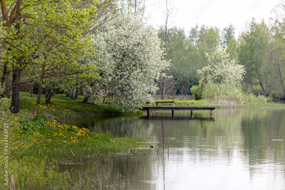 Landscape of lake park with  wooden footbridge under cloudy sky. Marsh marigold flovers and blooming cherry trees