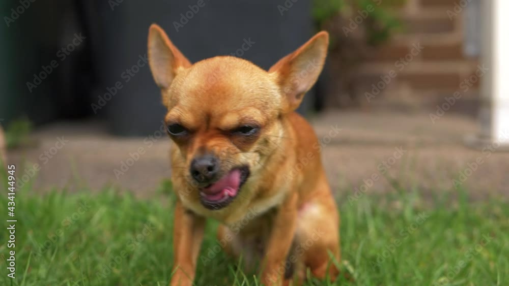 Funny little Chihuahua dog chewing on a snack Funny little Chihuahua dog chewing on a snack