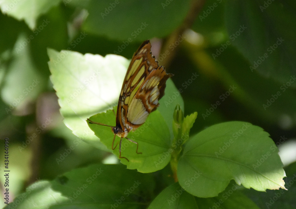 Very Pretty Malachite Butterfly in a Garden Very Pretty Malachite Butterfly in a Garden