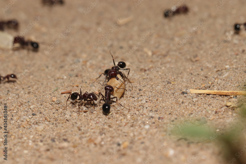 Closeup of a group of working Messor ants on the sandy surface Closeup of a group of working Messor ants on the sandy surface