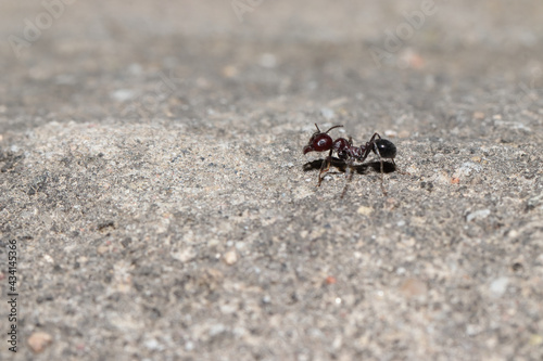 Closeup of a single Messor ant walking on the rough surface