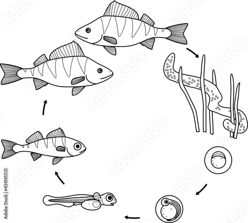 Coloring page with fish life cycle. Sequence of stages of development of perch (Perca fluviatilis) freshwater fish from egg to adult animal