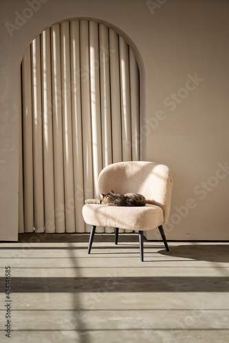 A cat sleeps on a chair in modern style room. Shadow and light.