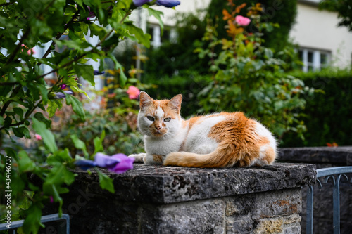 A beautiful white-orange cat with beautiful eyes is lying on a wall in front of a house. Roses are growing in the garden behind the cat.