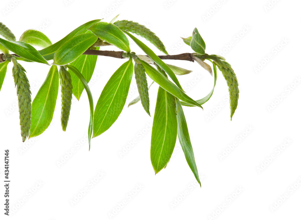 Spring blooming willow twig with catkins and leaves isolated on white background. Spring blooming willow twig with catkins and leaves isolated on white background.