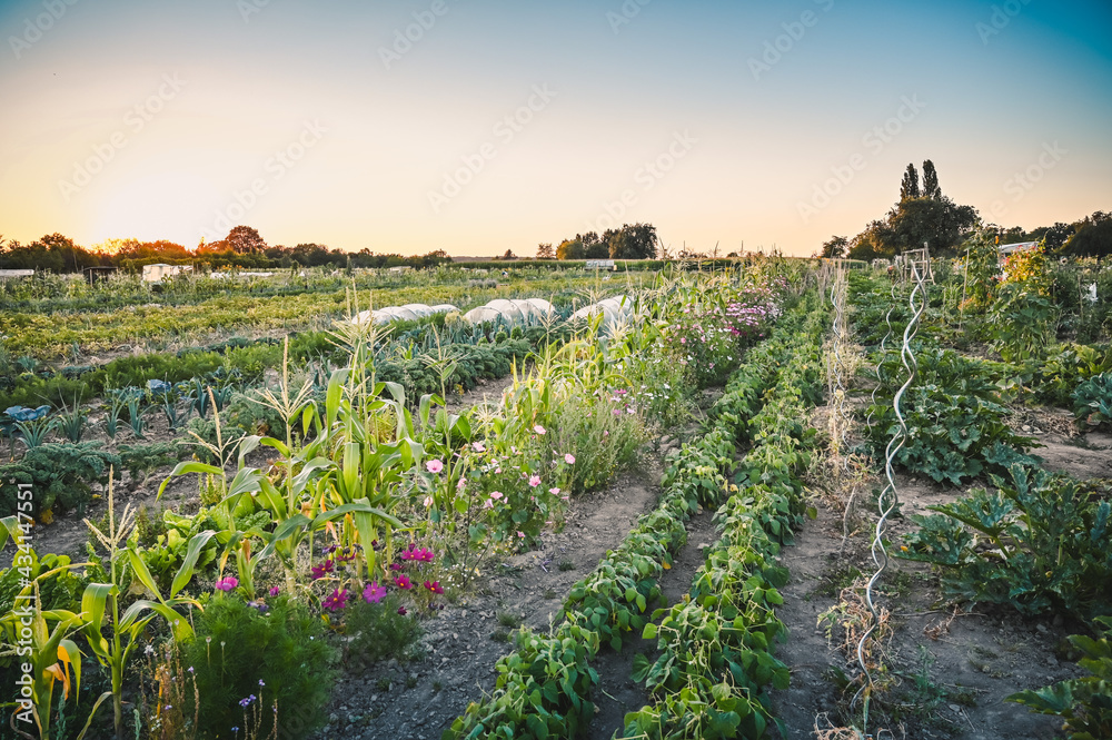A fantastic view of a field that is individually cultivated with vegetables and flowers. This concept is Rent-a-field. The picture was taken at sunset.