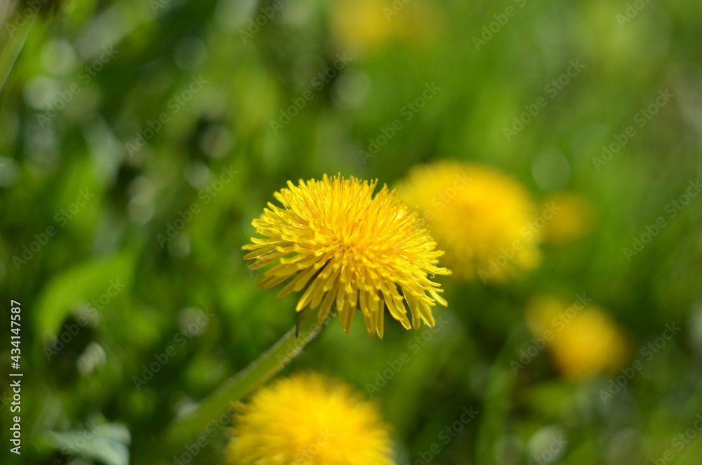 Yellow flowers of dandelions in green backgrounds. Spring and summer background. Yellow flowers of dandelions in green backgrounds. Spring and summer background.