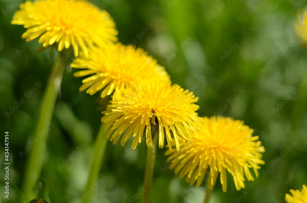 Yellow flowers of dandelions in green backgrounds. Spring and summer background. Yellow flowers of dandelions in green backgrounds. Spring and summer background.