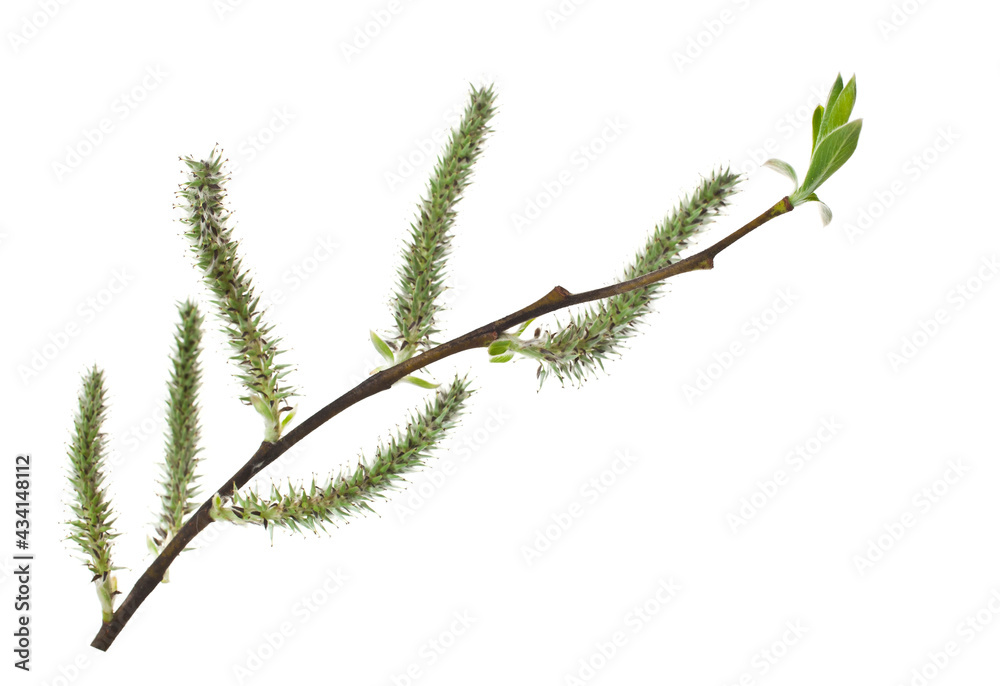 Spring blooming willow twig with catkins and leaves isolated on white background. Spring blooming willow twig with catkins and leaves isolated on white background.