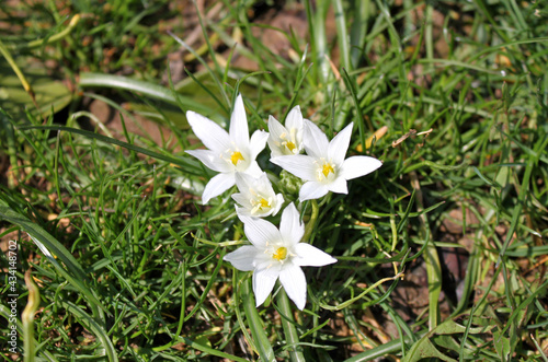 White small spring flower (Ornithogalum woronowii) photo