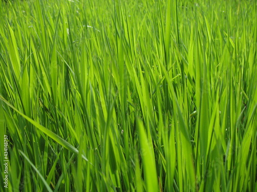 Full-screen green grass from Friesland, The Netherlands