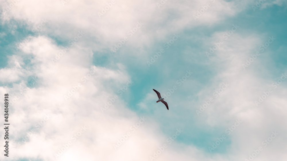 Bird Flying Sky Blue Seagull 