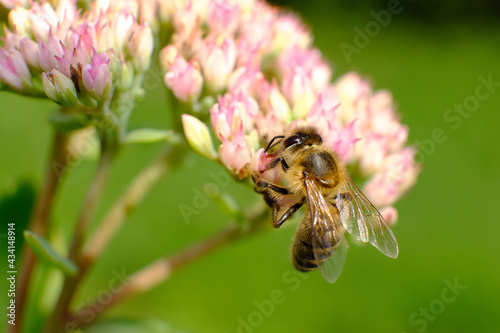 pszczoła na kwiatku rozmyte tło 1 © Krzysztof