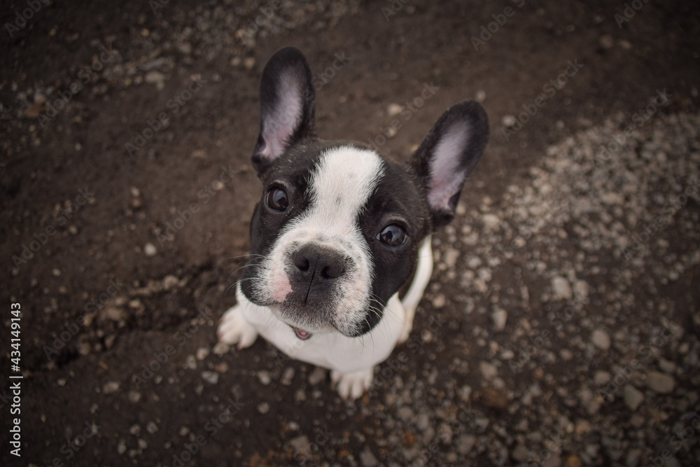 Autumn portrait of french buldog on road. He is so cute in with this face. He has so lovely face.