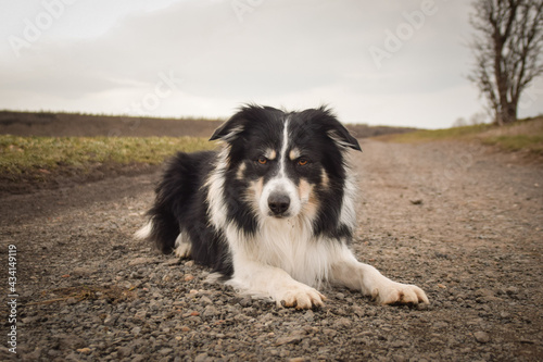 Border collie is laying on nature road. He is so cute and has funny face
