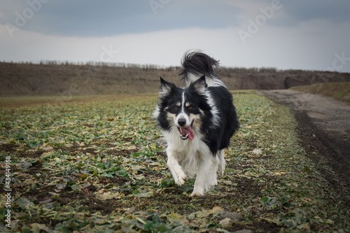 Border collie is running on the field. He is so funny outside. © doda