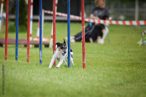 Dog is running slalom on czech agility competition slalom. Dogs love it!