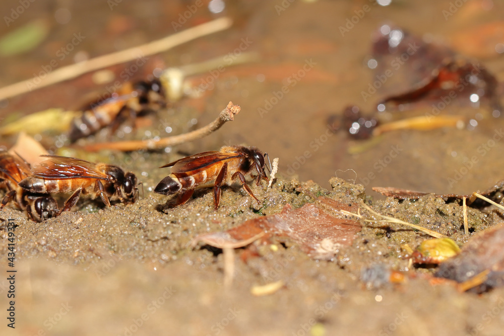 Selective focus shot of the group of bees on wet ground