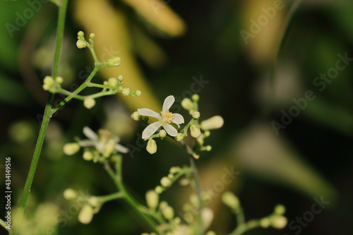 Selective focus shot of azadirachta indica flowers