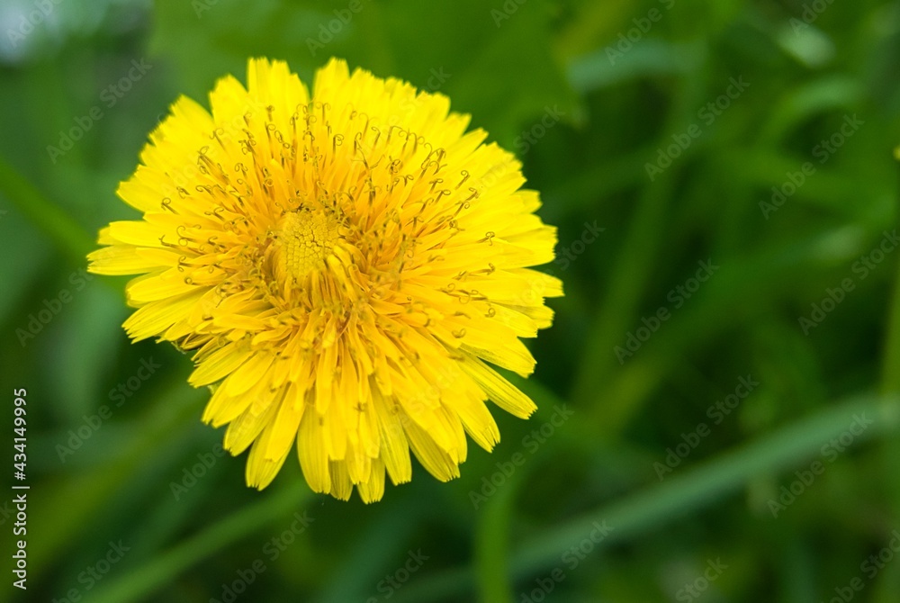 dandelion flower growing on green background dandelion flower growing on green background