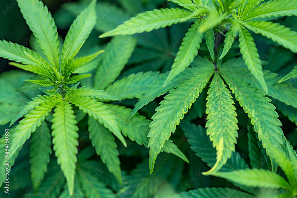 Small legal marijuana bud growing. Close Up on Cannabis Plant