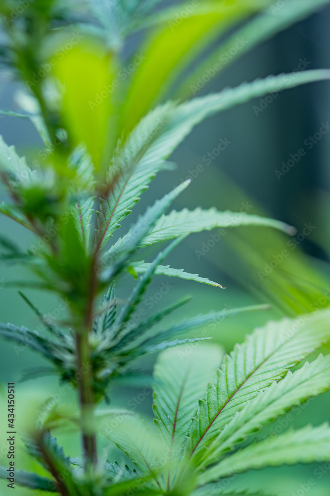 Small legal marijuana bud growing. Close Up on Cannabis Plant