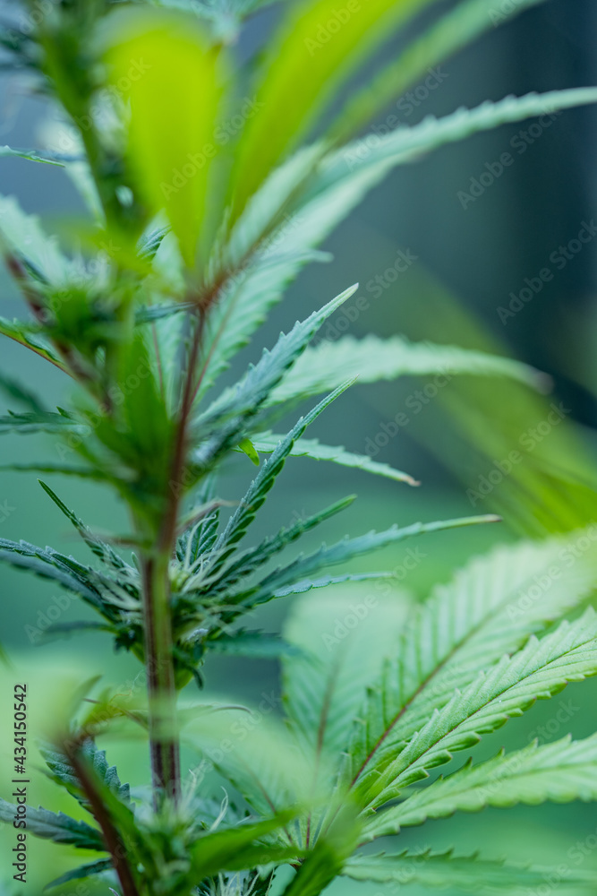 Small legal marijuana bud growing. Close Up on Cannabis Plant