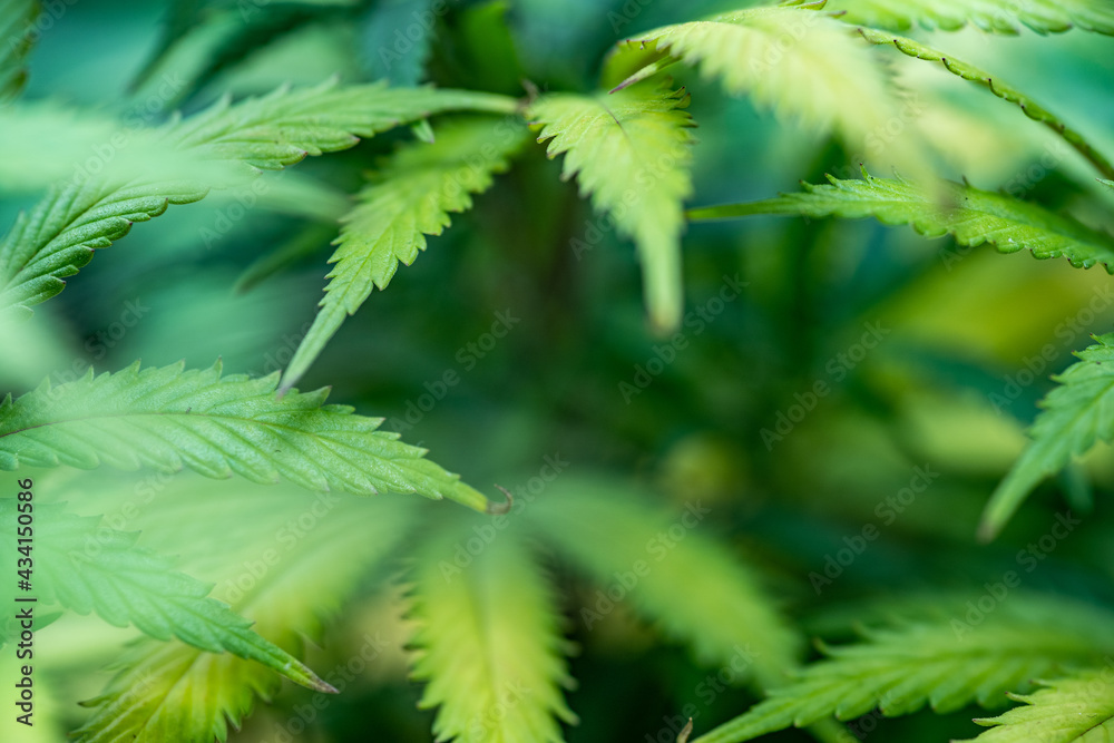Small legal marijuana bud growing. Close Up on Cannabis Plant