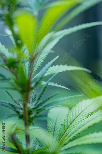 Small legal marijuana bud growing. Close Up on Cannabis Plant
