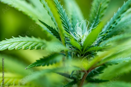 Obraz na płótnie Small legal marijuana bud growing. Close Up on Cannabis Plant
w salonie