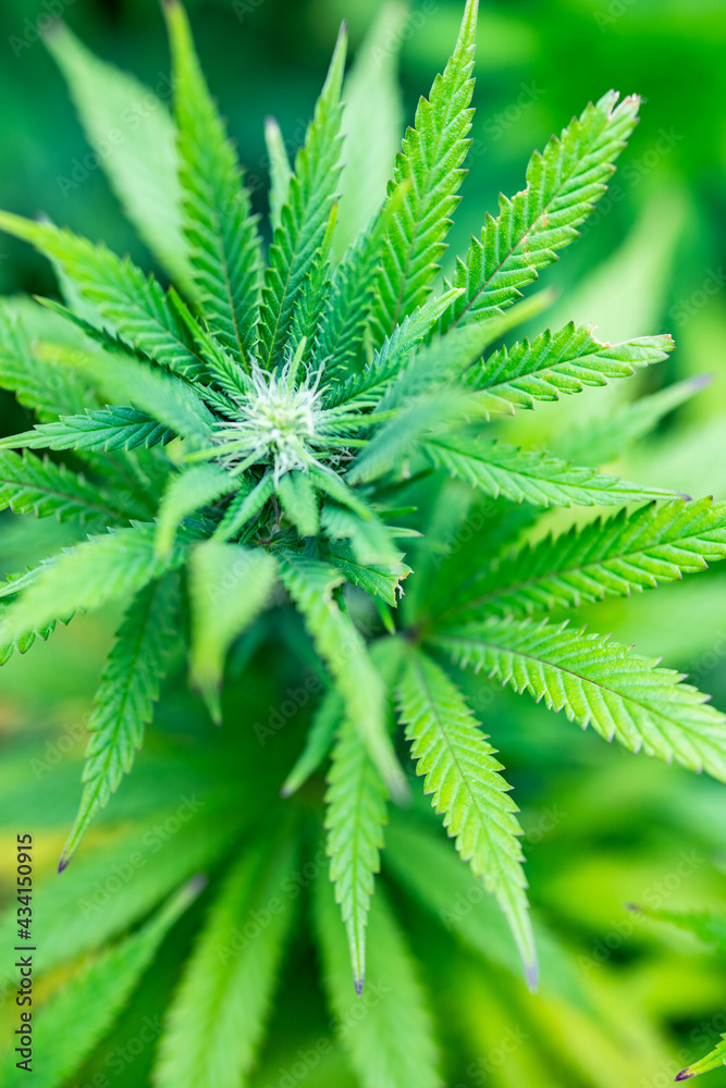 Small legal marijuana bud growing. Close Up on Cannabis Plant