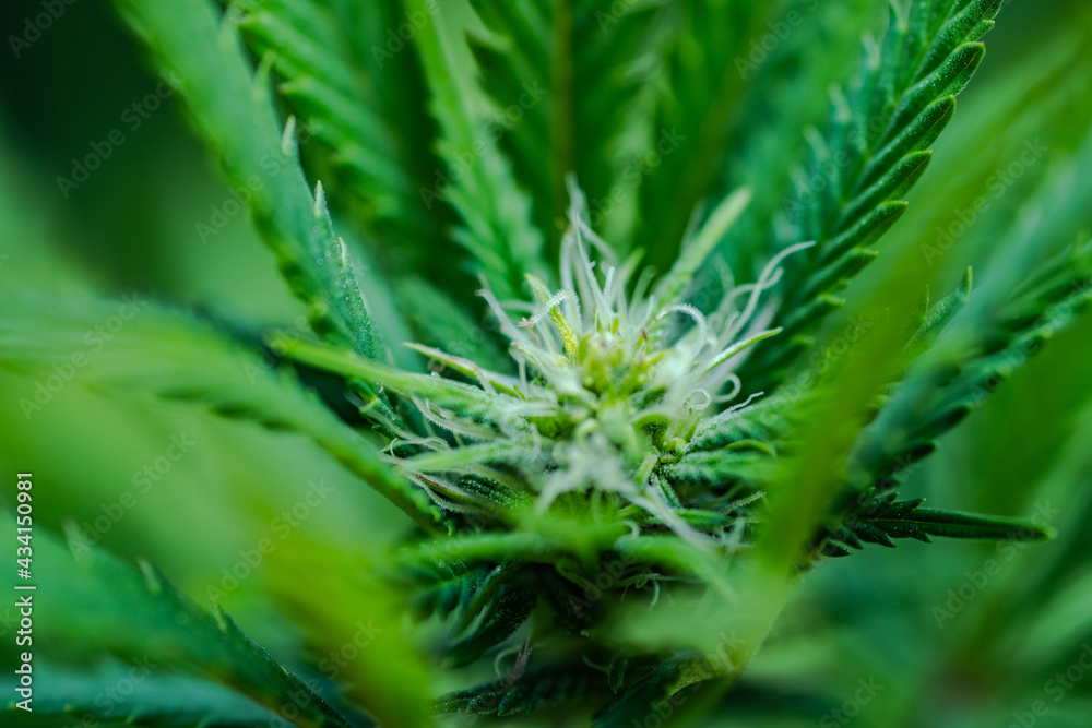Small legal marijuana bud growing. Close Up on Cannabis Plant