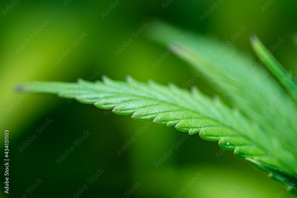 Small legal marijuana bud growing. Close Up on Cannabis Plant