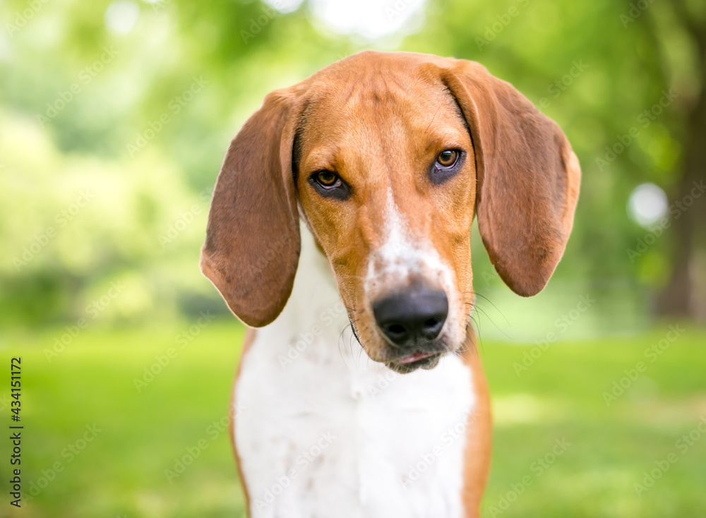 An American Foxhound dog with large floppy ears looking at the camera with a head tilt