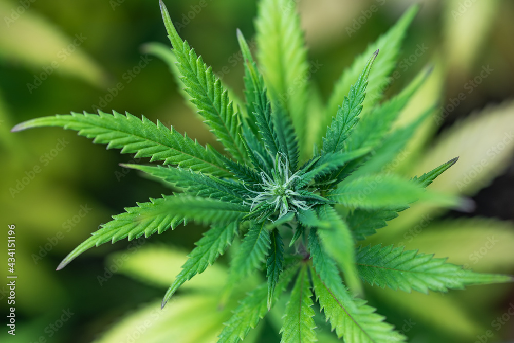 Small legal marijuana bud growing. Close Up on Cannabis Plant