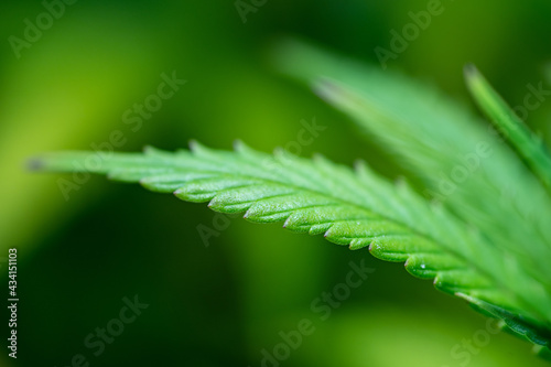 Obraz na płótnie Small legal marijuana bud growing. Close Up on Cannabis Plant
w salonie