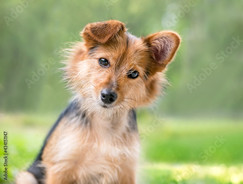 A cute scruffy mixed breed dog with one straight ear and one folded ear, looking at the camera with a head tilt