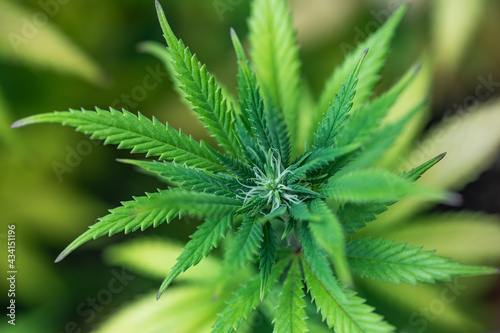 Obraz na płótnie Small legal marijuana bud growing. Close Up on Cannabis Plant
w salonie