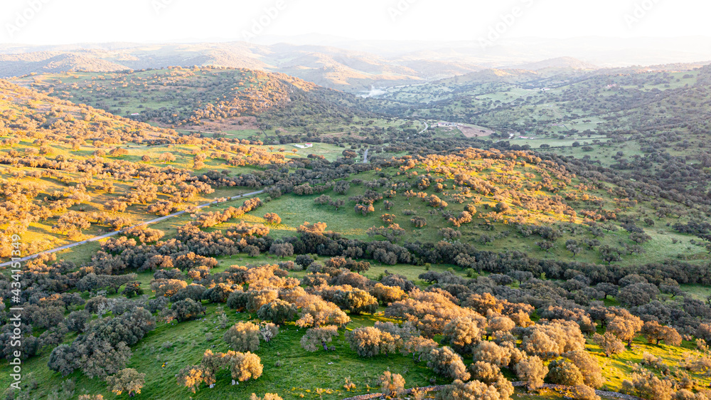 Aerial landscape in the meadow with holm oaks and green lawns