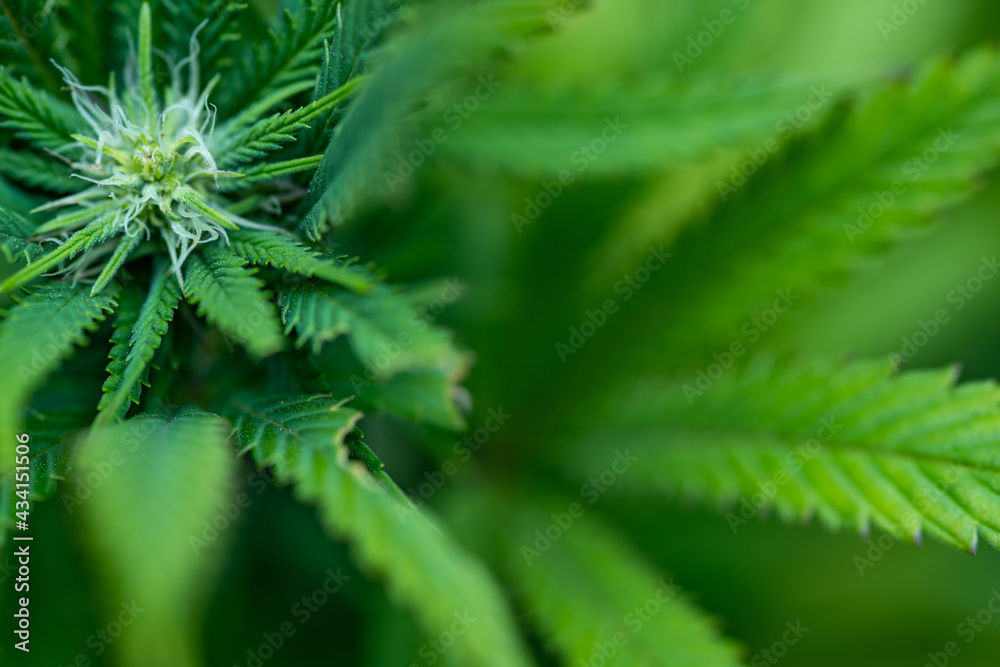 Small legal marijuana bud growing. Close Up on Cannabis Plant
Small legal marijuana bud growing. Close Up on Cannabis Plant