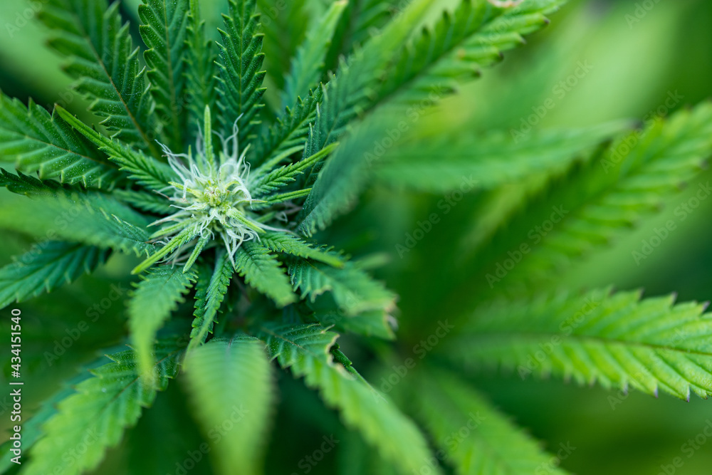 Small legal marijuana bud growing. Close Up on Cannabis Plant